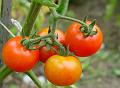 2009-0726-1355_Tomatoes-20,3C
